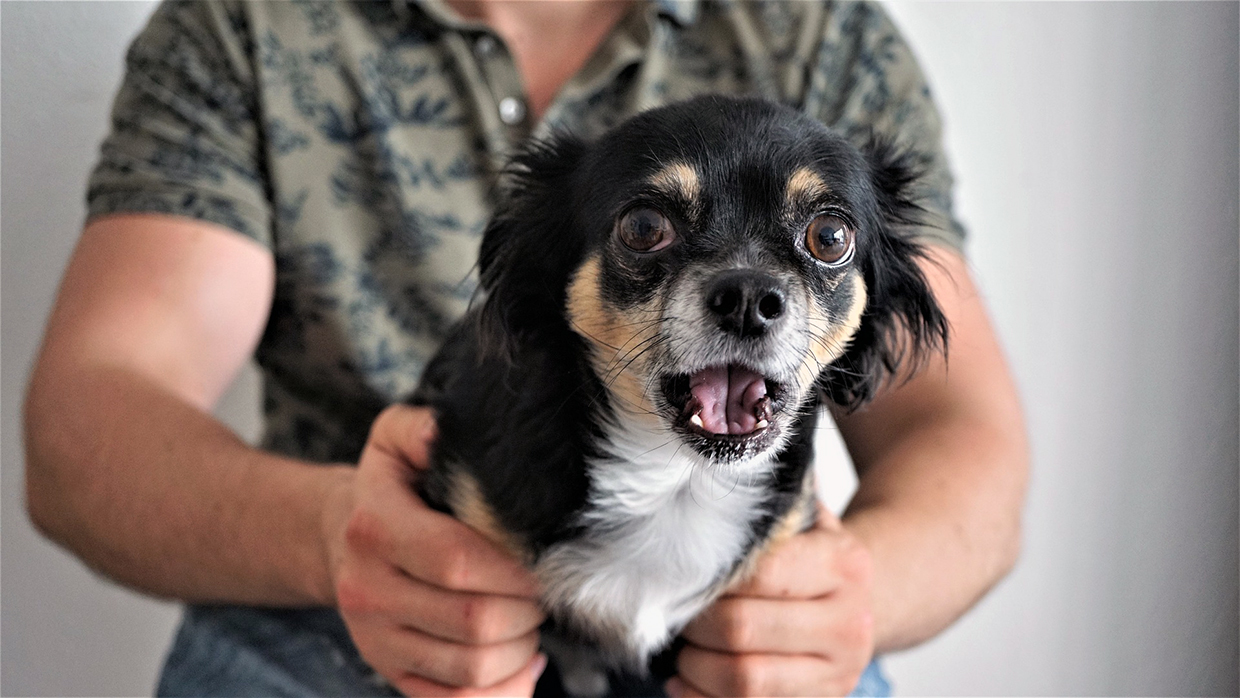 chihuahua aggressivo e pauroso