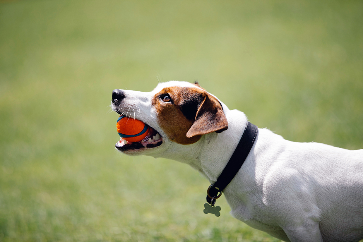 jack russell terrier pallina