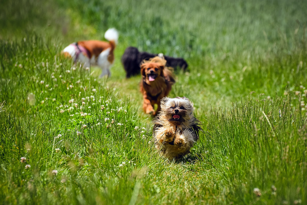 socializzazione cani taglia piccola