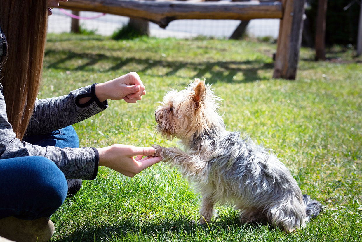 educazione base e avanzata cani adulti taglia piccola