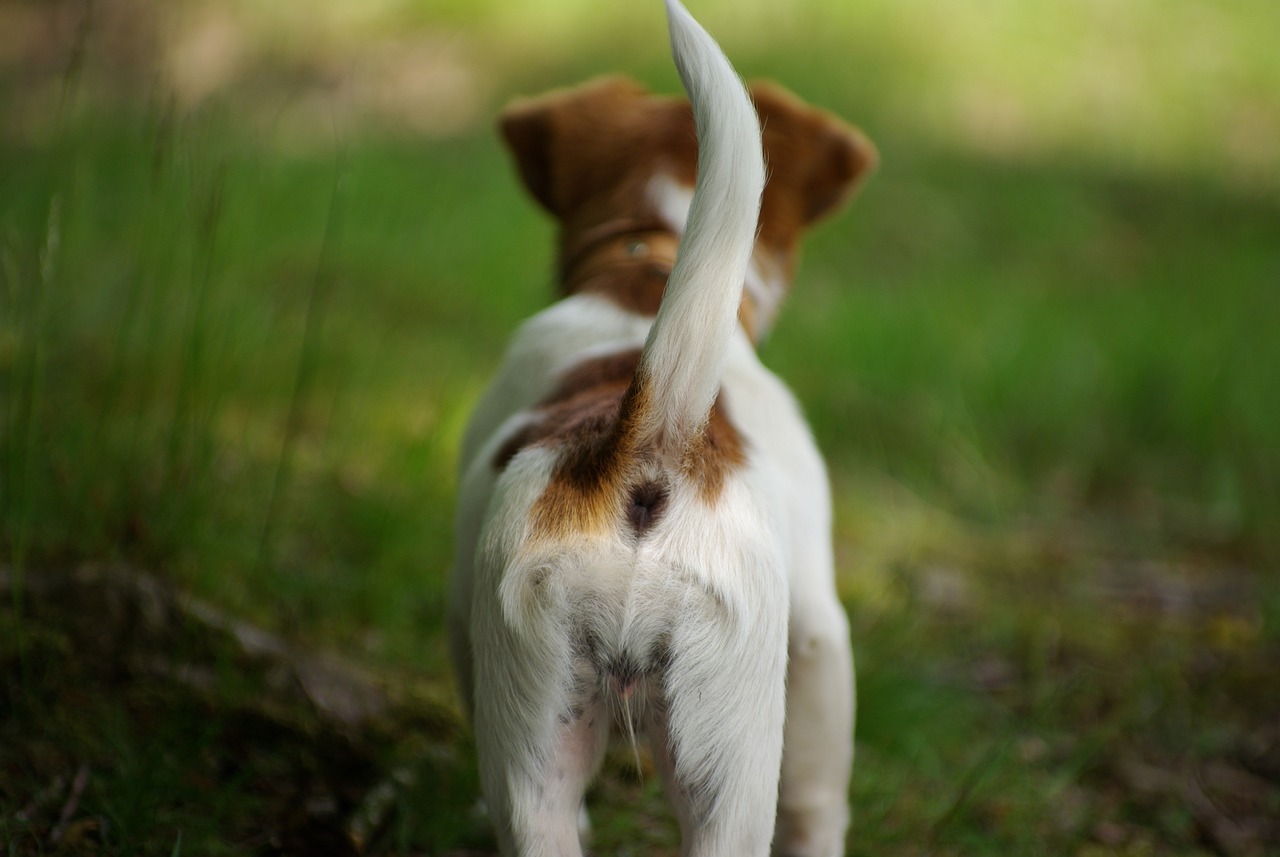 dog-3522230_1280