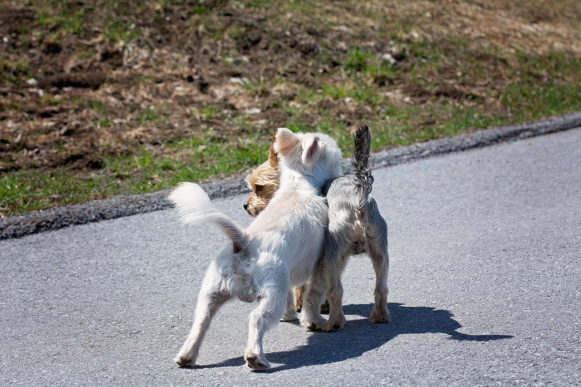 dogs-4146819_1920 incotto cani liberi