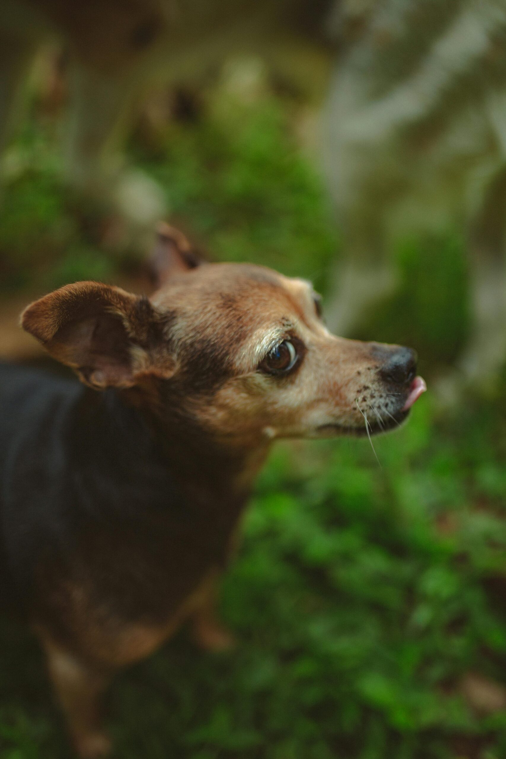 pexels-lucaspezeta-3772338